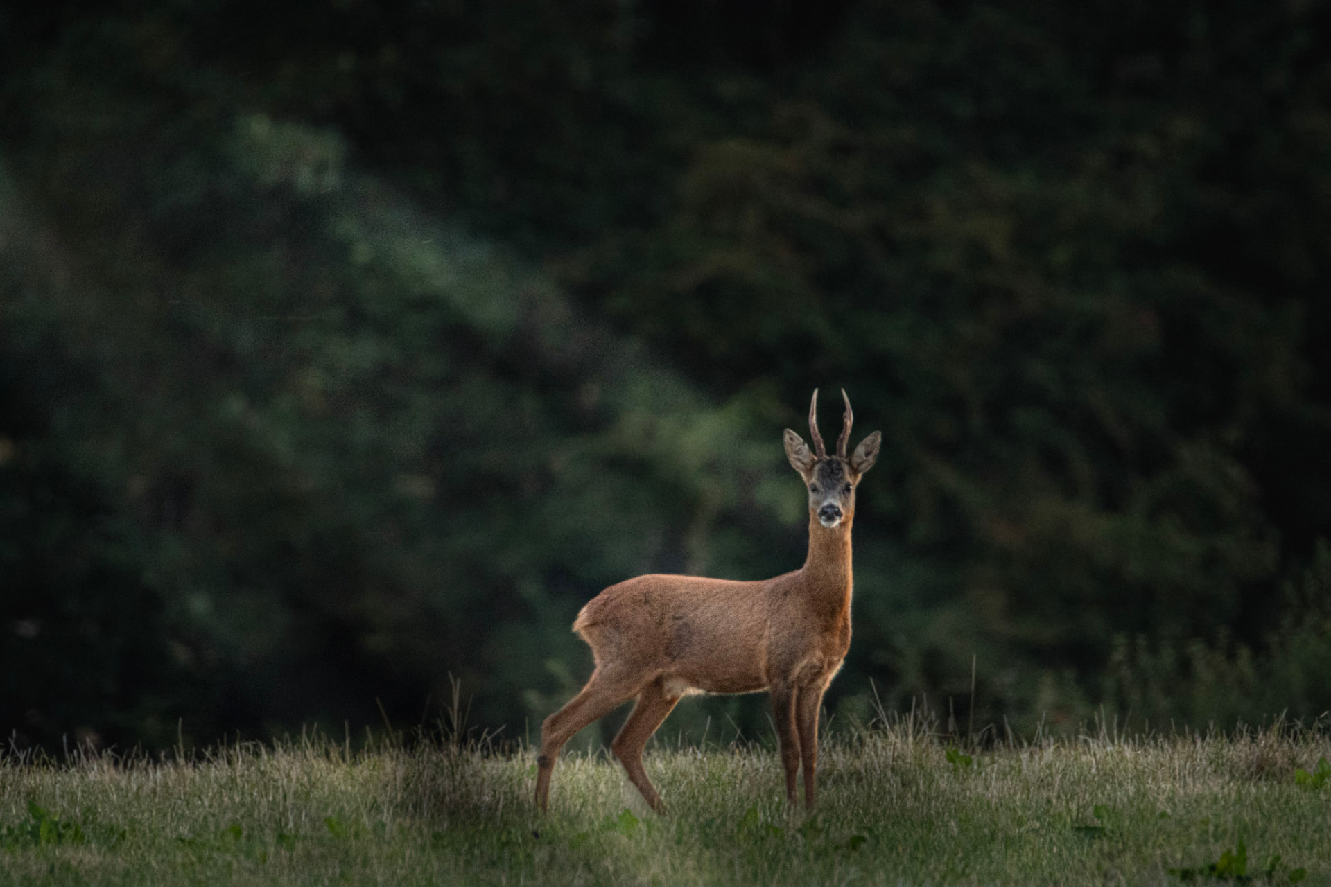 Wildlife