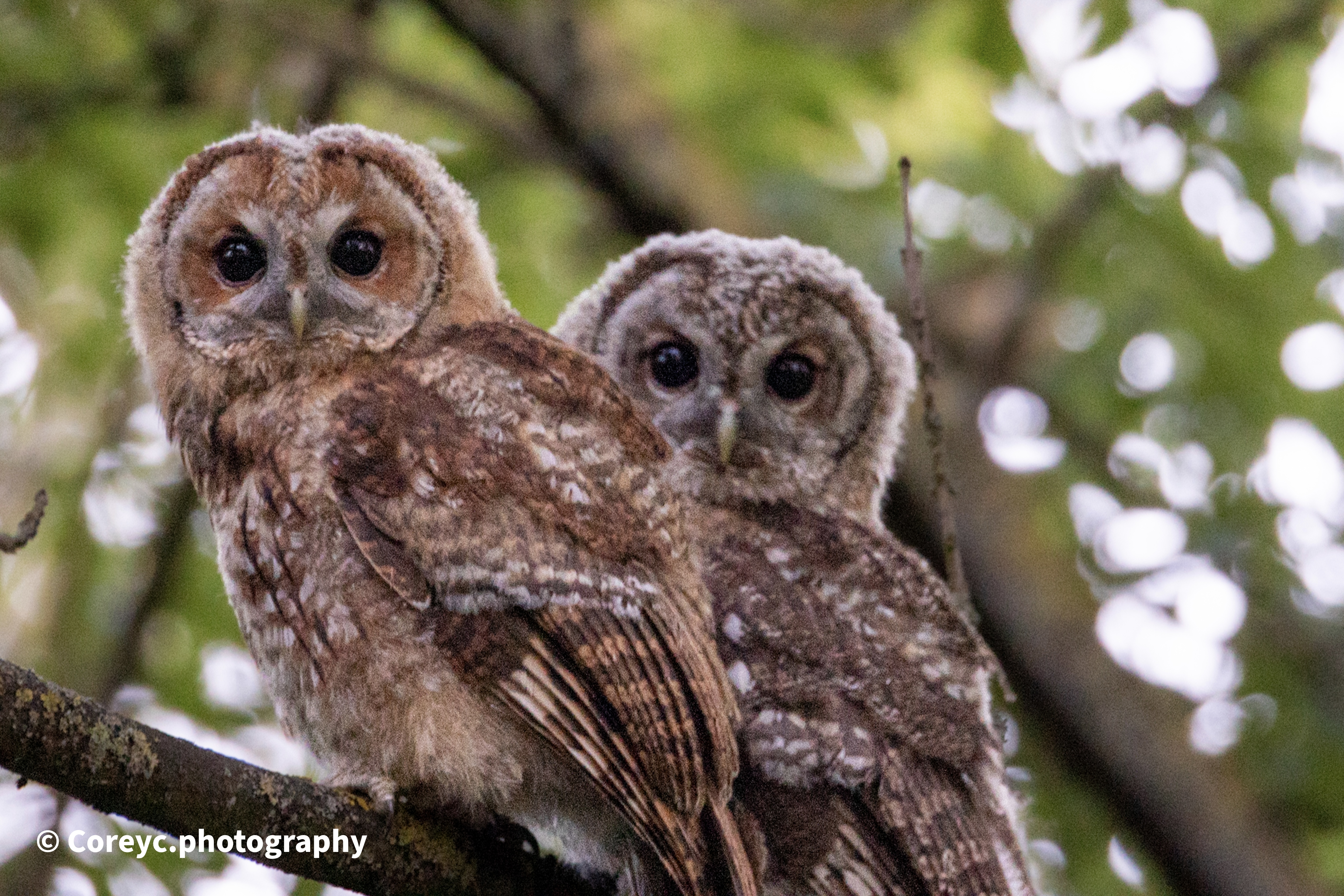 Two young owls perched together in a tree