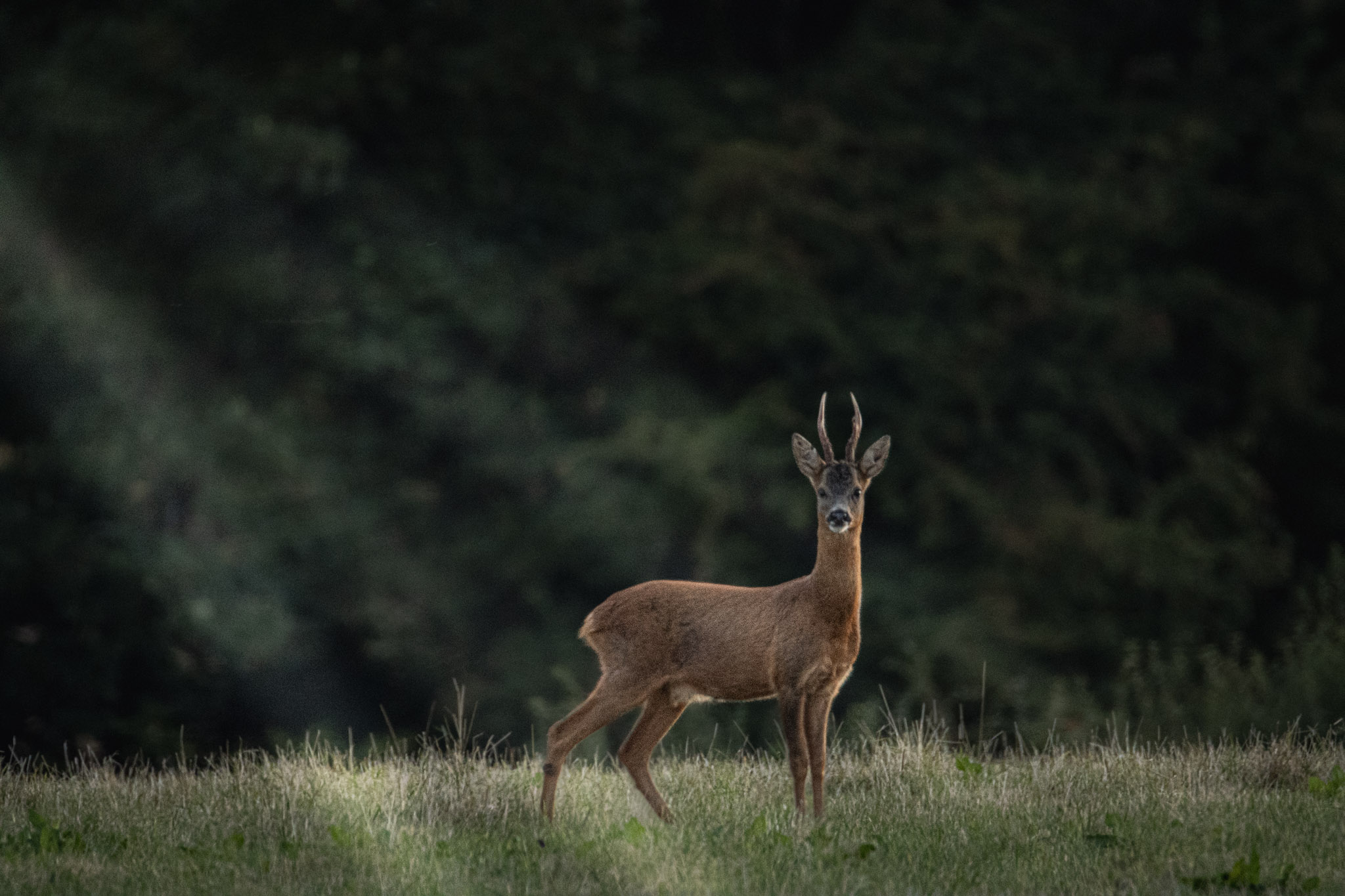 Deer standing in a grassy field