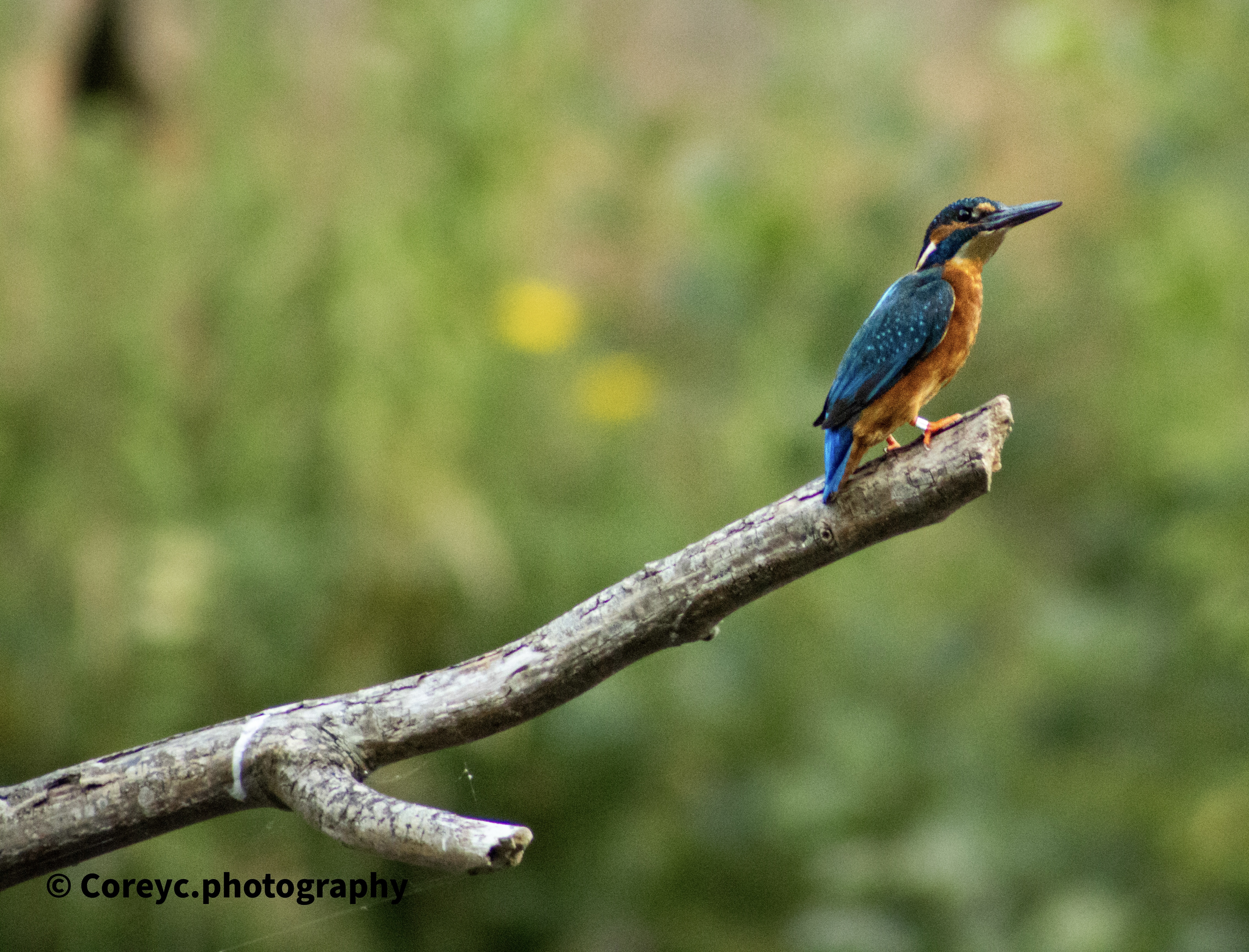 Kingfisher perched above a meadow