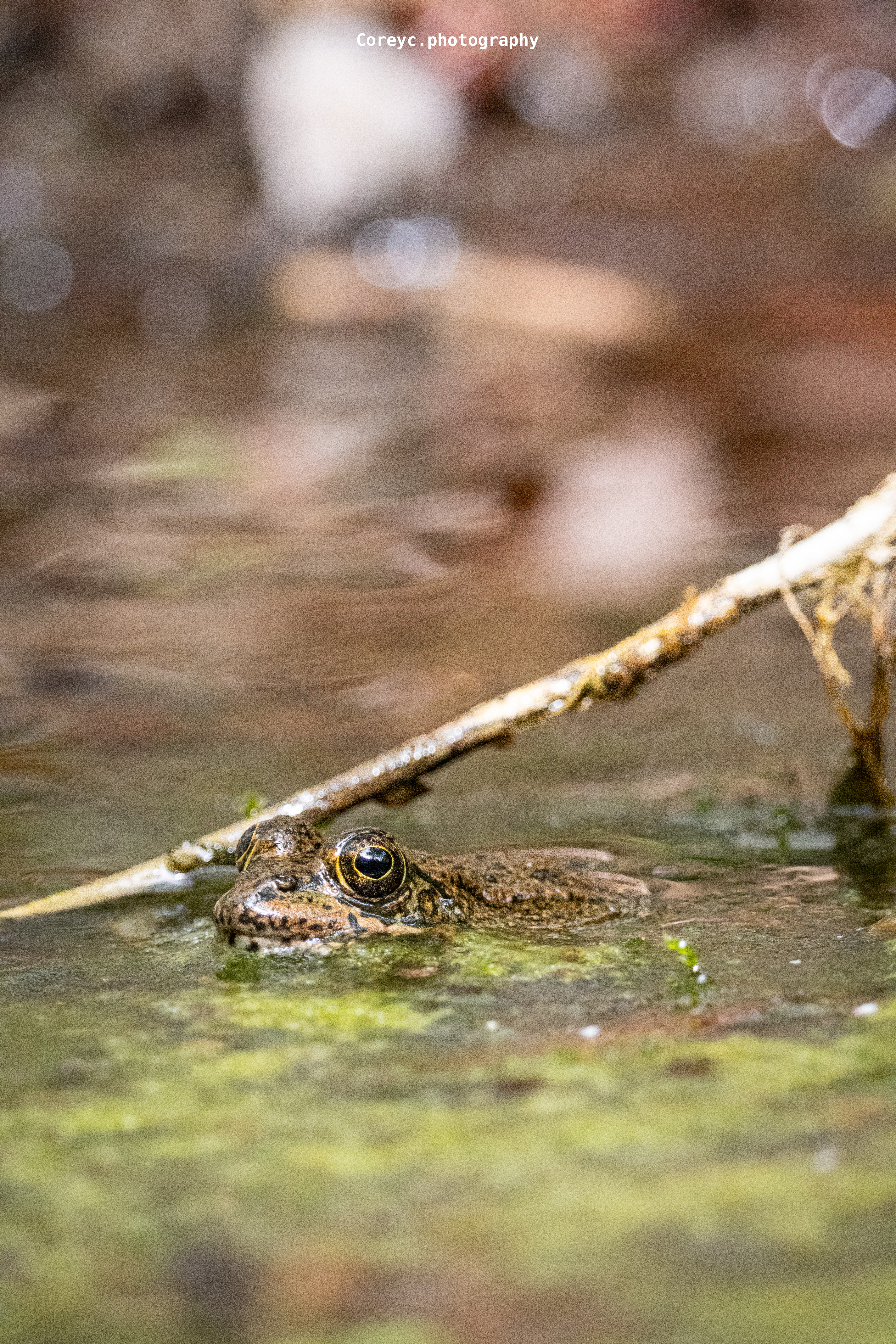 Frog surfacing in a woodland pond