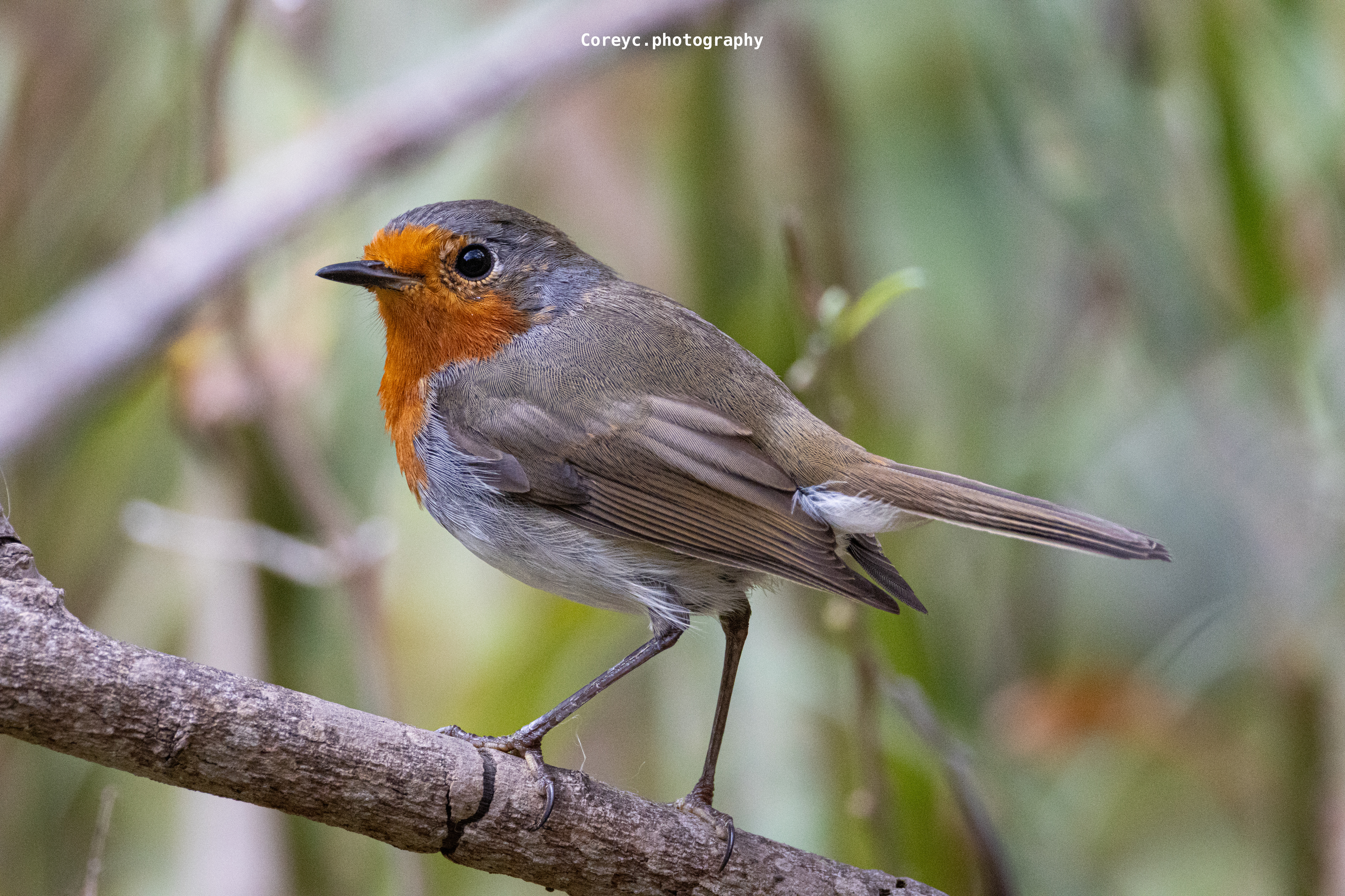 Robin perched on a branch