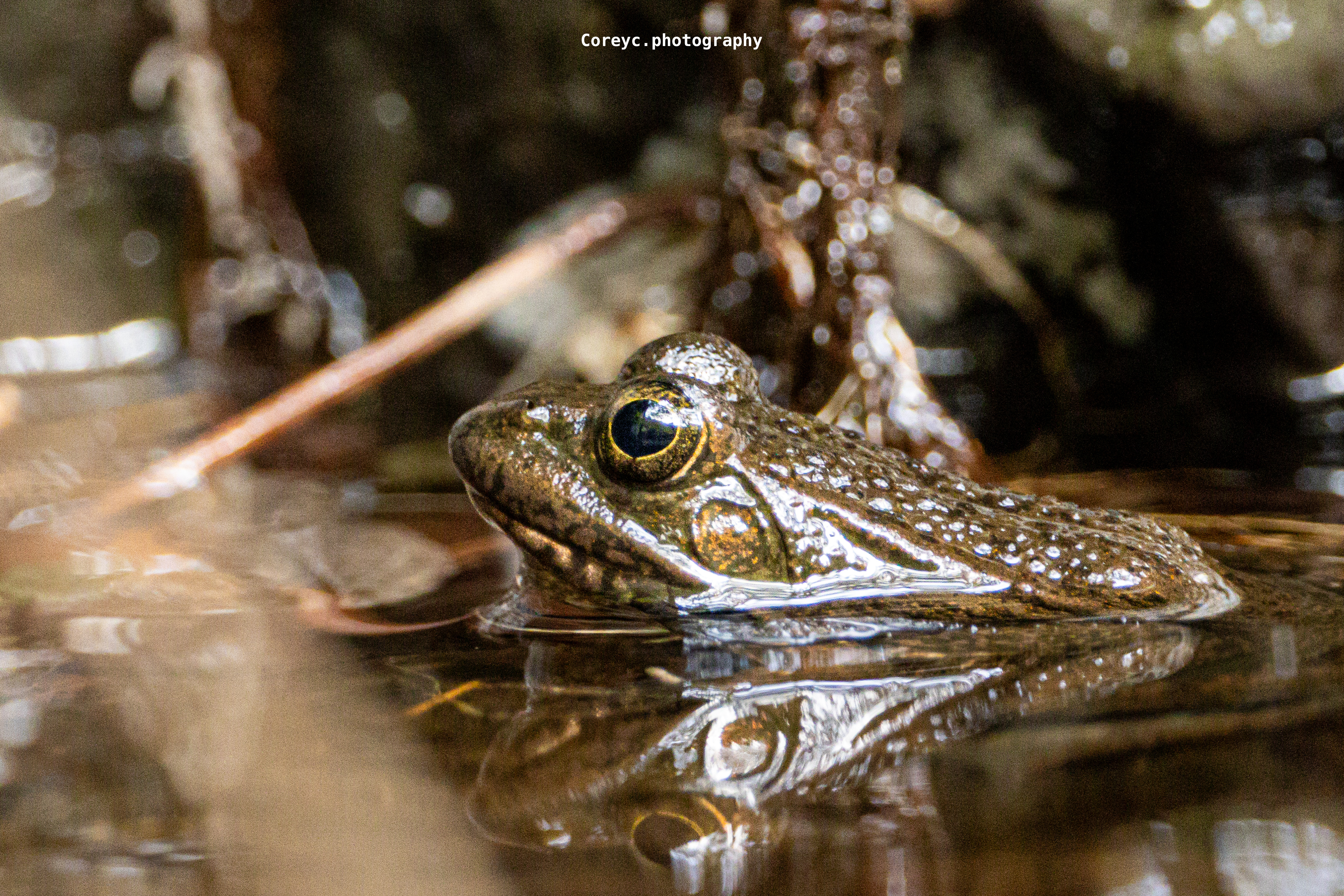 Close portrait of a frog in water