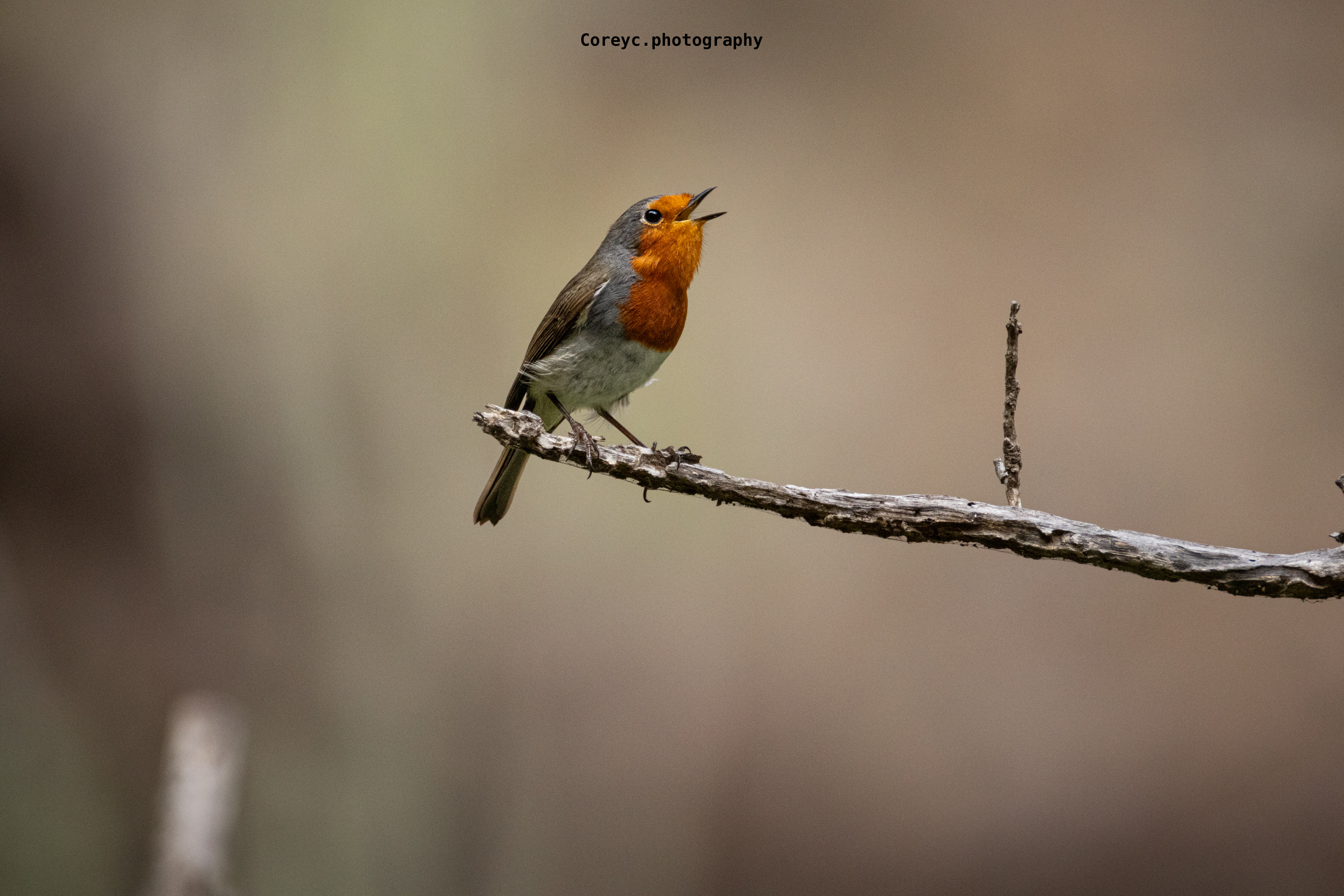 Robin singing from a bare branch