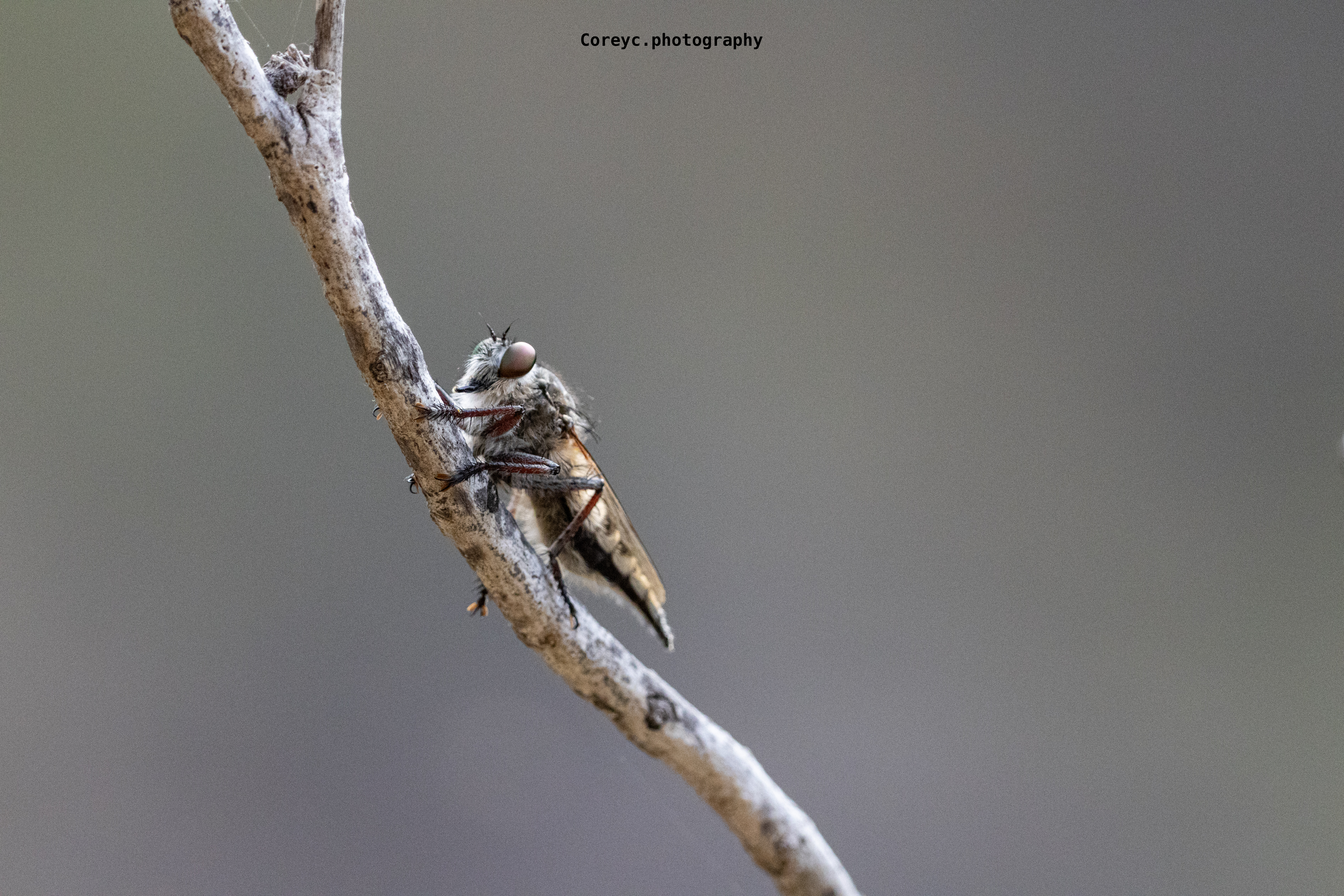 Winged insect resting on a branch